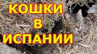 Кошек в Испании, в Аликанте не бьют а кормят, кошки святые как коровы