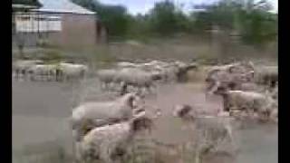 Армянская Разборка kak armeny4i razborku vidut barani !