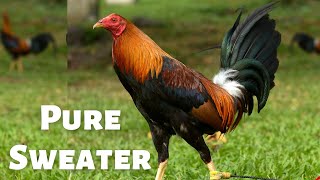 World Gamefowl Expo 2018 Day 2 Part 13