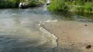 Waterlogged Yamaha Rhino