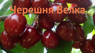 Черешня обыкновенный Велка (chereshnya-velka) ? Велка обзор: как сажать, саженцы черешни Велка