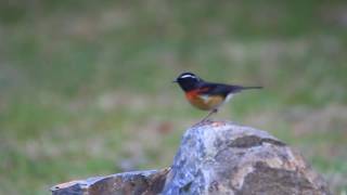 栗背林鴝, 阿里山鴝, The Collared bush robin