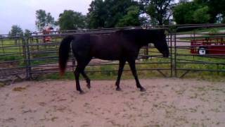 Durbin Horse Jetta Sore.