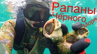 Рапаны чёрного моря