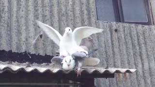 粉鳥交配 IMG 4121
