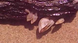 Морские уточки (Goose или Gooseneck barnacles) – это беспозвоночные усоногие ракообразные.