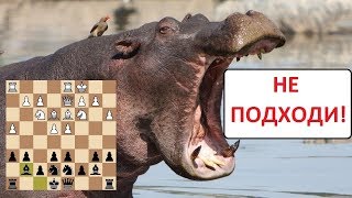 Шахматы. Система Бегемот (защита Уйтелки) снова в строю!