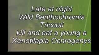 A pack of Wild Tricoti Destroying an Ochrogenys