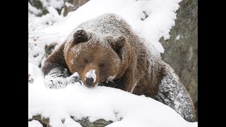 "Медведи" тоже любят тепло. Омшаник Часть 2