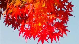 內藏山馬耳山首爾賞紅葉Red leaves in Korea