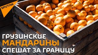 Зимнее лакомство из Грузии: как собирают мандарины на экспорт