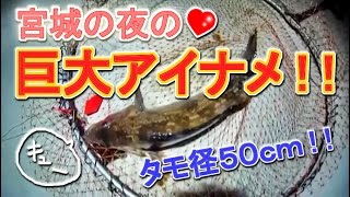東北の夜 漁港で巨大アイナメを釣る ! !