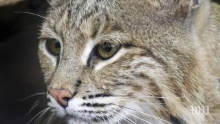 Ollie the bobcat has been found