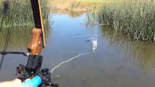 Bowfishing some common carp! Summer 2010