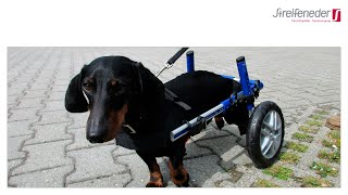 Jetzt kann Dackl Maxl wieder auf die Wiesn gehn! | Hunderollwagen · Tierorthopädie · Tierversorgung