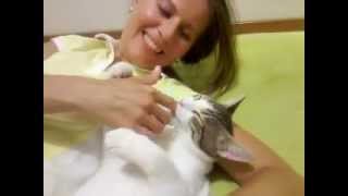 sucking fingers cat/котик сосет палец
