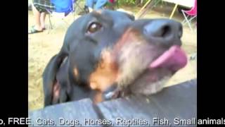 Funny and Cute Animals Compilation 2012