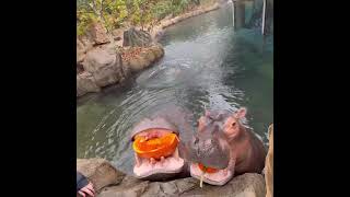 National Pumpkin Day - Cincinnati Zoo