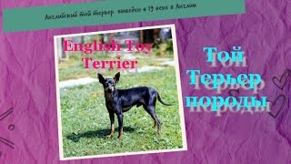 Породы собак той терьера. # Той терьер английский