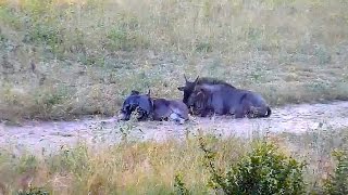 Africa 2017 Антилопы гну не бросают в беде тёлок Вожак и больная антилопа у водопоя Джума