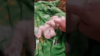 Улёт. Принесли котёнка домой