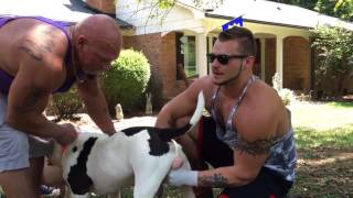 The NEXT LEGENDARY AMERICAN BULLY BREEDING