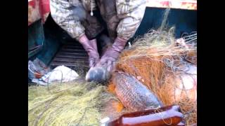 Выпутываем рыбу из сетей, хороший улов коропа