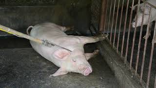 Hà Nội mỗi ngày tiêu hủy 10.000 con lợn tả C.Phi  P2 (kill African swine fever virus in Ha Noi P2)
