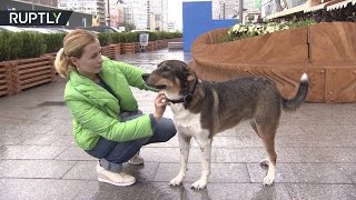 Российские ГЛОНАСС-ошейники начали выпускать серийно