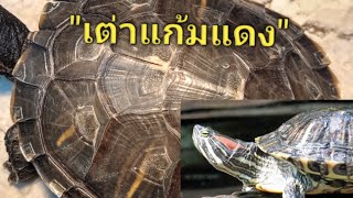 เต่าแก้มแดง   Red-eared slider