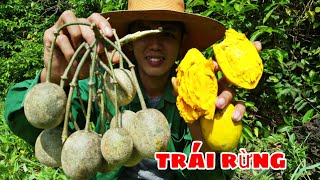 Thử Thách Vào Rừng Tìm Trái Cây | Ăn Thử Trái Cây Lạ Trong Rừng Của Sang tv