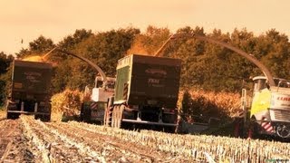 Maishäckseln mit Power - Claas Jaguar 980, 880, New Holland FR 9080, Pistenbully...