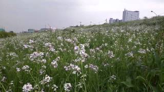 多摩川のハマダイコン