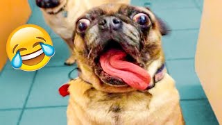 Best Animal Videos 2023 - Funniest Dogs And Cats