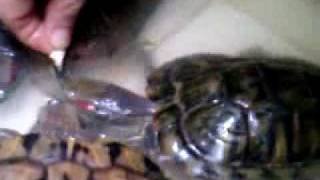 my turtle eat vegetable