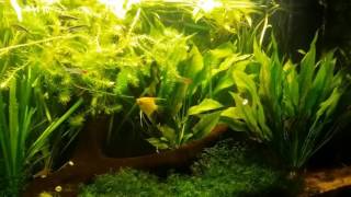Aquarium 450 litres