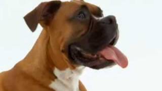 DOGS 101 Boxer