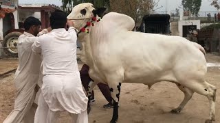 PRINCE 2 ??❤️ || Biggest DONDA Beauty || Masha Allah || Gulf Cattle Farm || Collection 2019