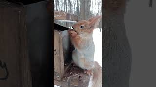 Ещё про белку и кормушку / More about the squirrel and the feeder