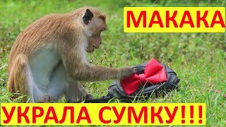 Обезьяна УКРАЛА Рюкзак с АЙФОНОМ?ЭТО НЕ #ПРАНКНАДЛИЗОЙ
