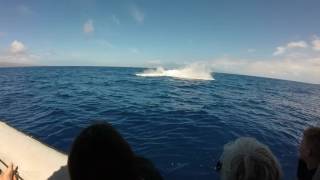 Maui Adventure Cruise Whale watch 3-14-17