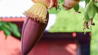 powerful health benefits of the banana flower that nobody talks about