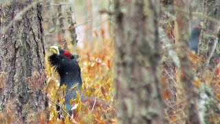 Глухари на току. Март. Только самцы. Western capercaillie in march. Only males.