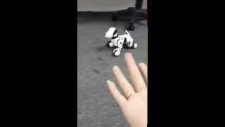 Robot chó cực thônh minh