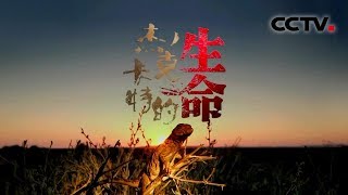 《杰克卡特的生命》生存而战 | CCTV纪录