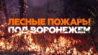 Спасатели частично локализовали лесные пожары в Воронежской области