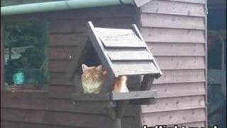 Funny Cat Pics 4!