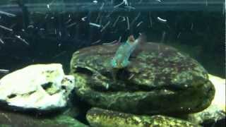 Native Ohio stream tank - darters and daces
