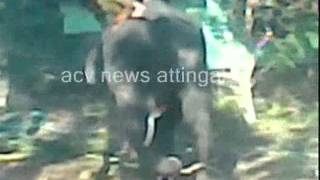 acv news attingal ആന ഇടഞ്ഞു ...
