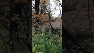 Как уничтожают природу между марусино и деревня Мотяково (часть 1)
